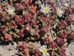 Mesembryanthemum nodiflorum_C001-16