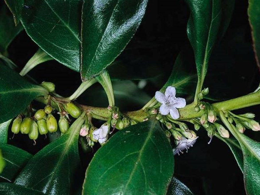 Myoporum laetum_JM DiTomaso