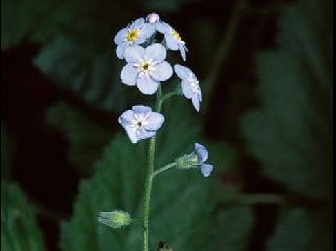 Myosotis latifolia_broadleaf forget me not_flower_JM DiTomaso