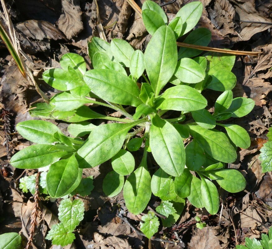 Broad-Leaf Forget-Me-Not, Myosotis Latifolia