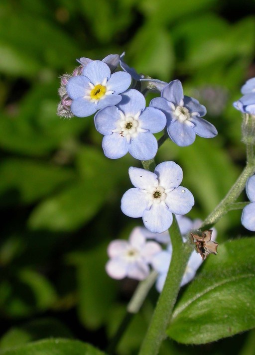 Broad-Leaf Forget-Me-Not, Myosotis Latifolia