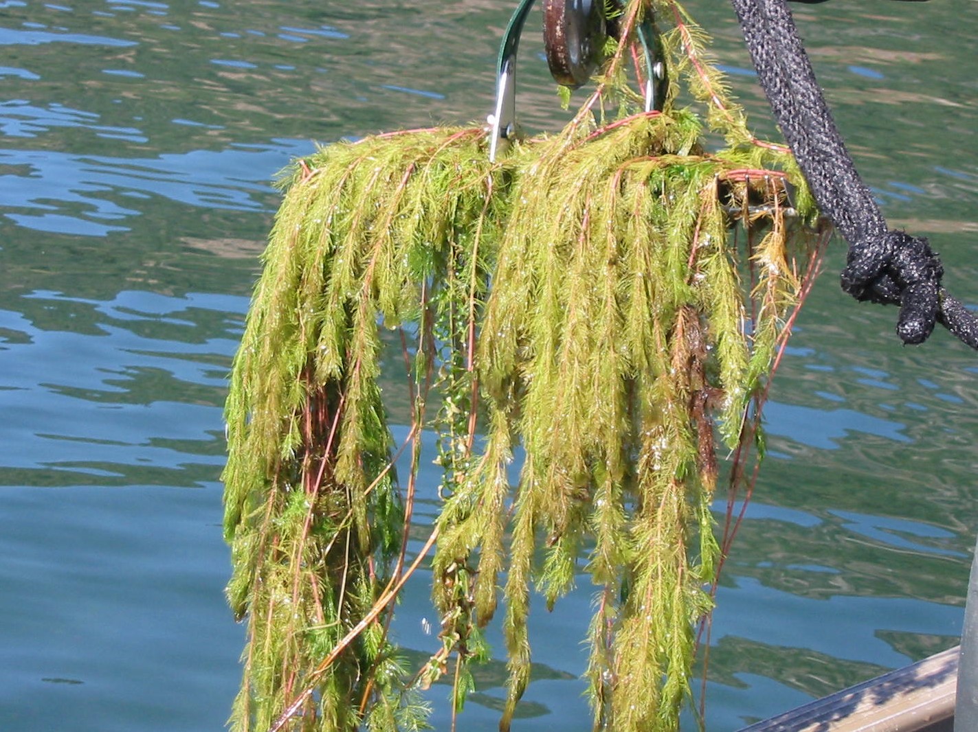 Myriophyllum spicatum_spike watermilfoil_John Madsen_cropped