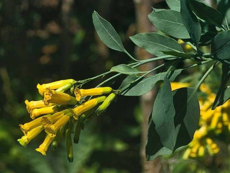 Nicotiana glauca_tree tobacco_ JM Di Tomaso