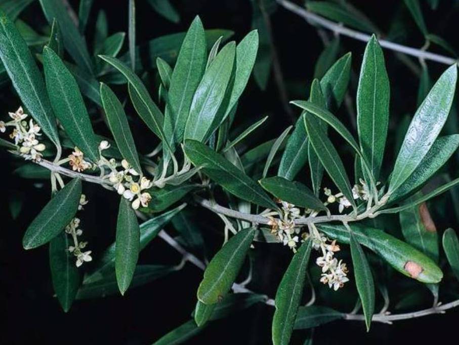 Olea europaea_Olive_JM DiTomaso