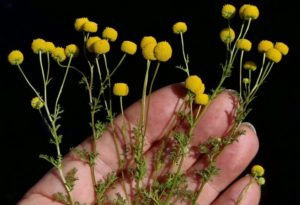 Oncosiphon piluliferum_Ron Vanderhoff