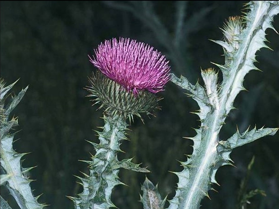 Onopordum acanthium_ Scotch thistle_JM DiTomaso_cropped