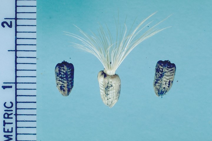 Onopordum illyricum_seeds_copyright2001_DeanKelch(CDFA)