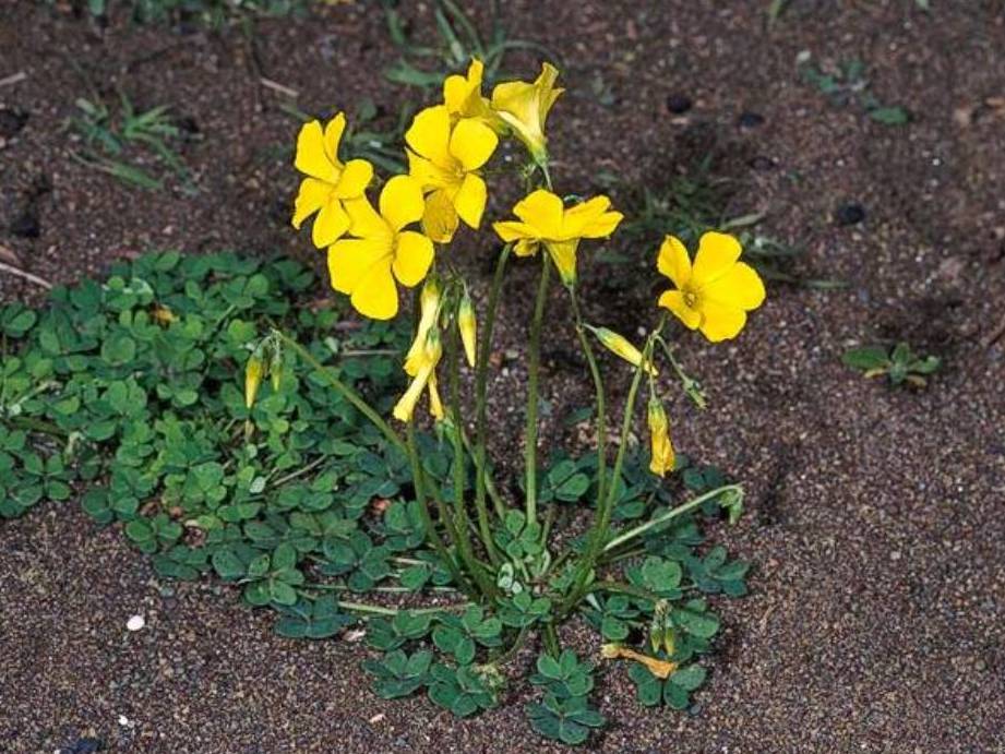 Oxalis pes-caprae_buttercup oxalis_ JM Di Tomaso