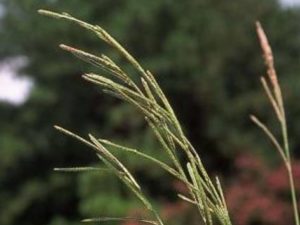 Paspalum urvillei_S45-13