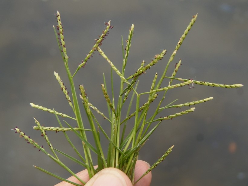 Paspalum vaginatum_seashore paspalum_Ron Vanderhoff_cropped