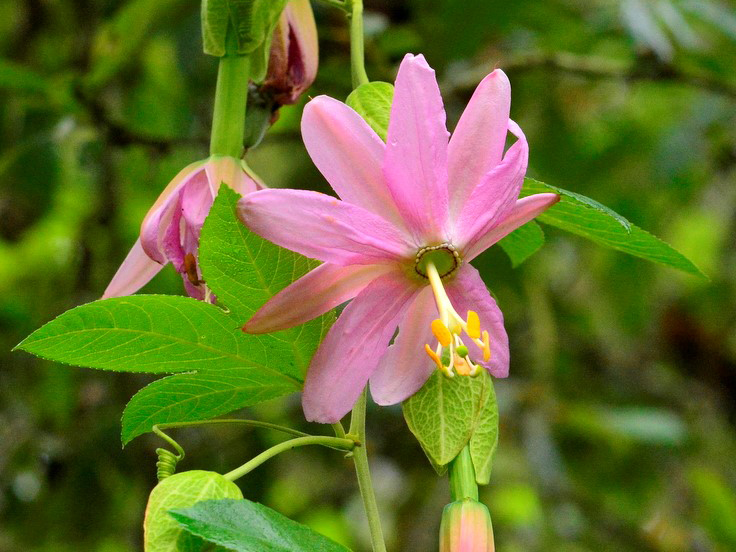 pink flower with long pistil on vine