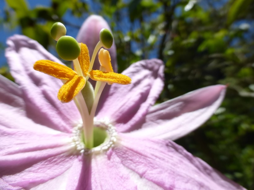 Passiflora tarminiana_flower (close-up)_ZoyaAkulova