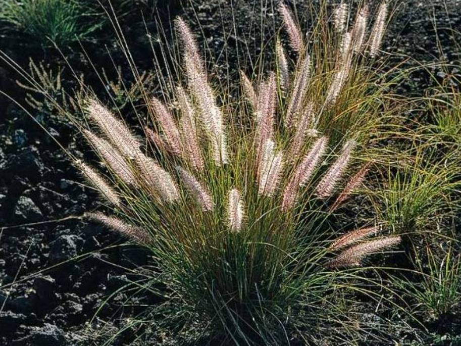 Resultado de imagen de Pennisetum setaceum