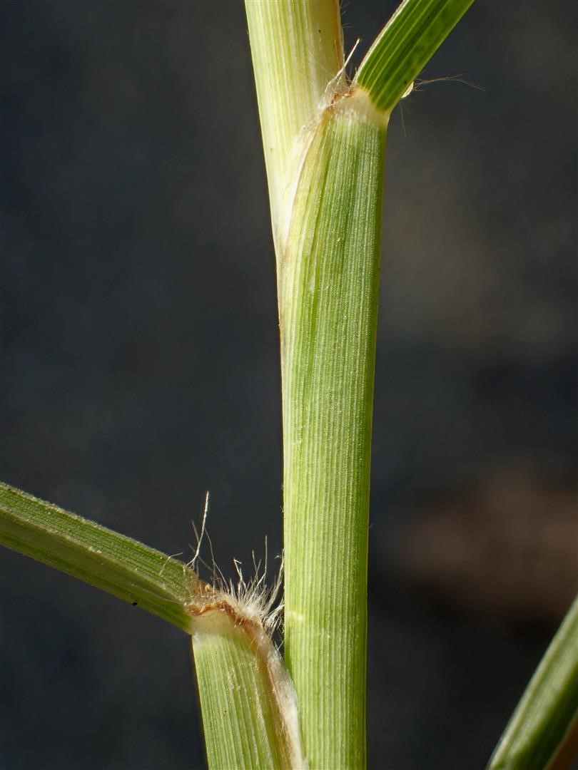 Pennisetum-villosum_leaf-blade-and-sheath_RonVanderhoff