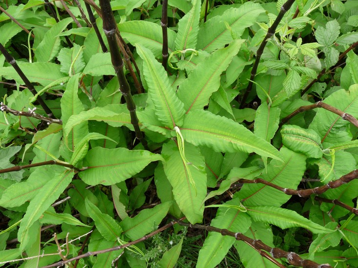 Persicaria wallichii_leaves (adaxial) and stem_PhilPullen