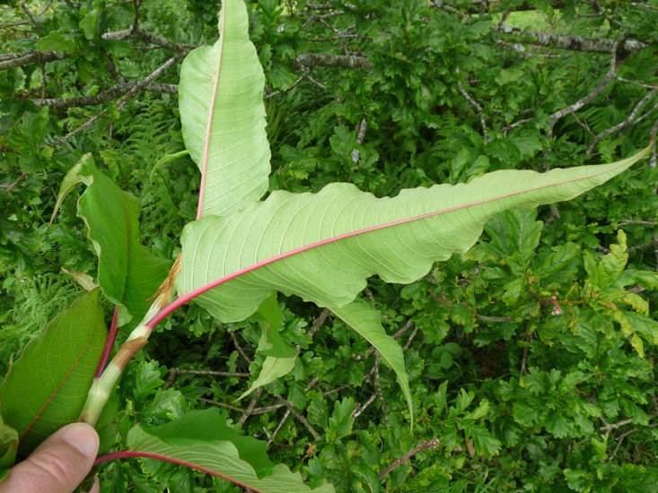Persicaria wallichii_leaves and stem_PhilPullen