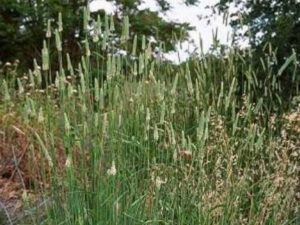 Phalaris aquatica_hardinggrass_ JM Di Tomaso