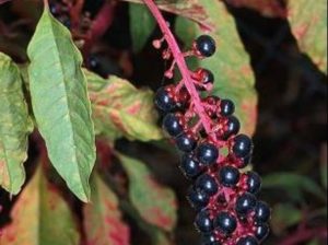 Phytolacca americana_common pokeweed_JM DiTomaso