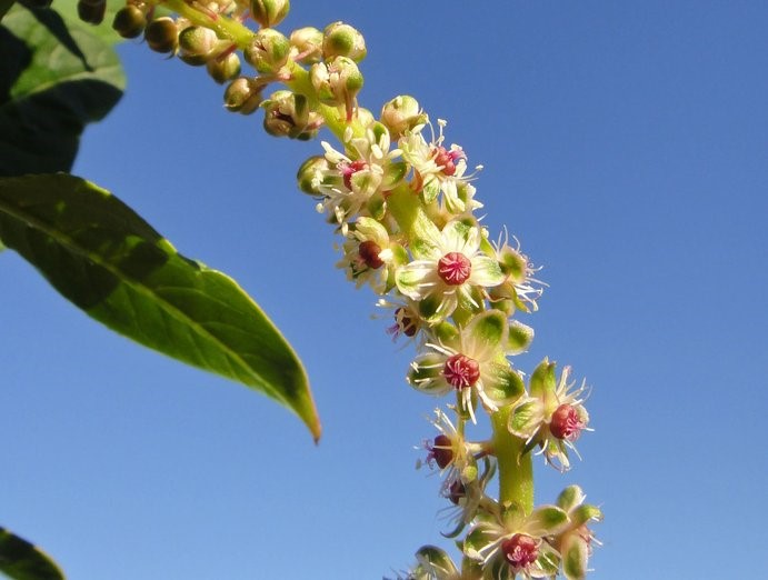 Phytolacca americana_flowers_copyright2014_NealKramer