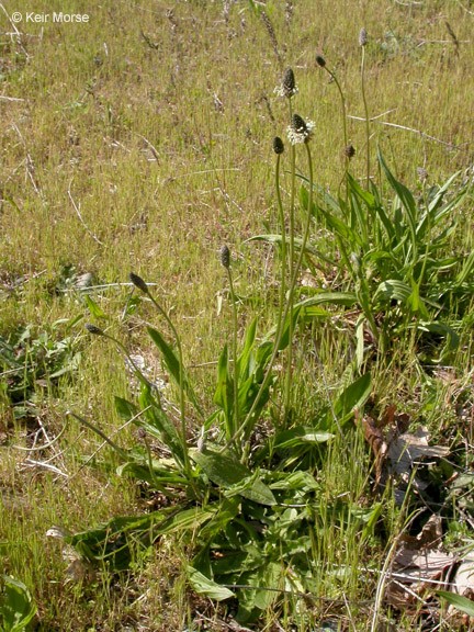 Plantago lanceolata_growth habit_KeirMorse