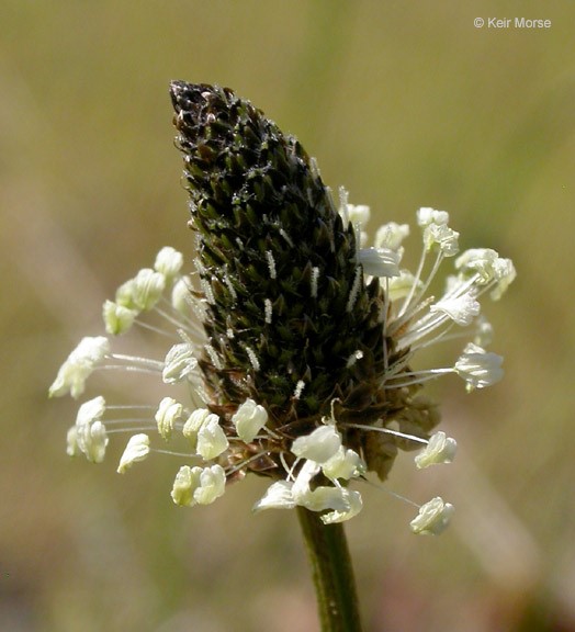 Plantago lanceolata_inflorescence_KeirMorse