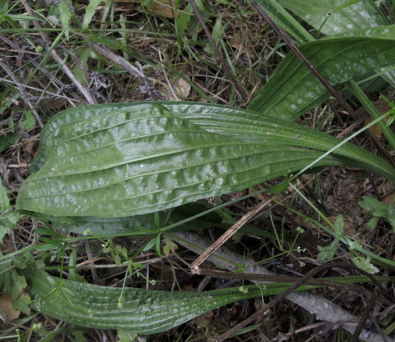 Plantago lanceolata_leaf_JohnDoyen