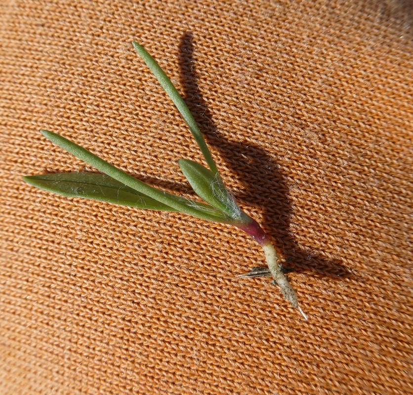 Plantago lanceolata_seedling_ZoyaAkulova