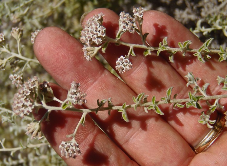 Plecostachys serpyllifolia_Ron Vanderhoff