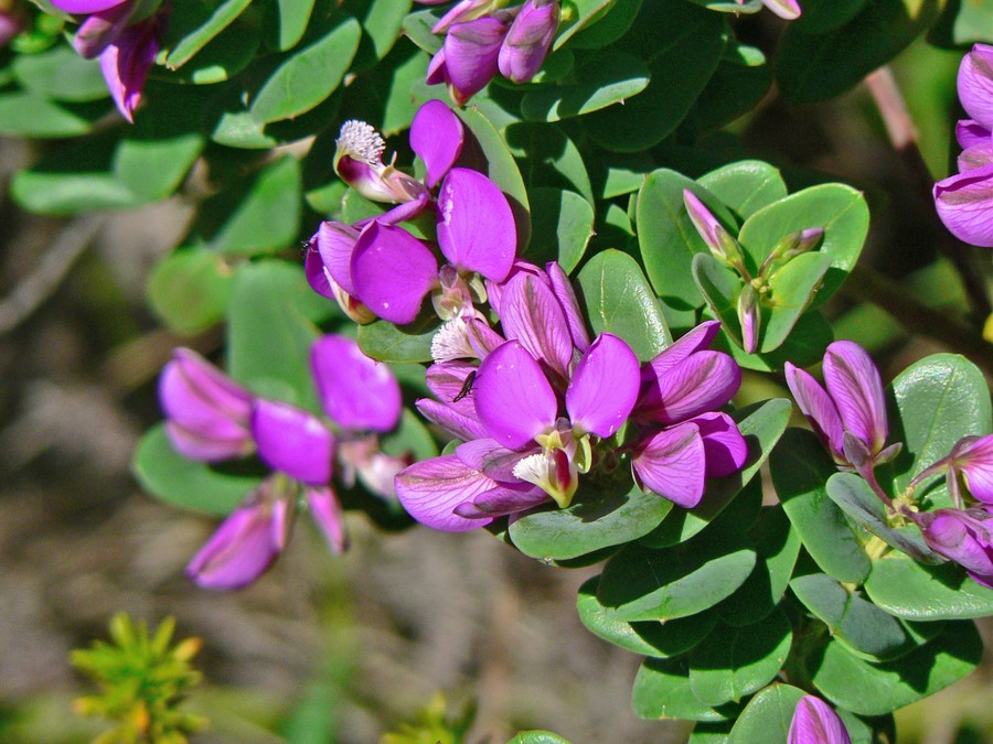 Polygala myrtifolia_flowers and leaves_JuergenSchrenk