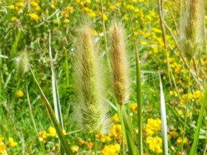 Polypogon monspeliensis_rabbitsfoot grass_Jutta Burger_cropped