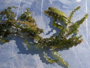 Potamogeton crispus_curly-leaved pondweed_John Madsen_cropped