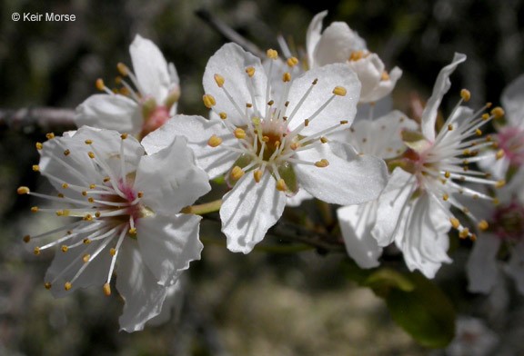 Prunus cerasifera_flowers_KeirMorse