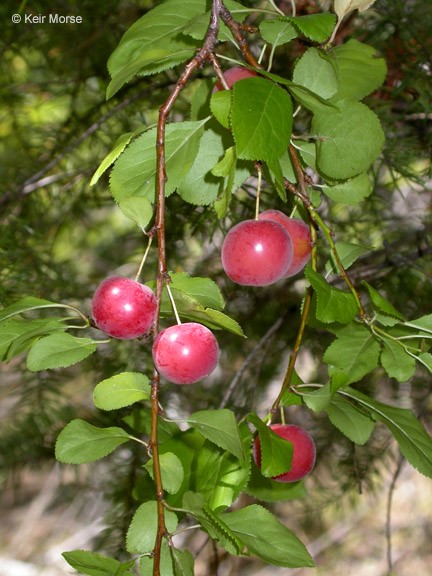 Prunus cerasifera_fruits, stems, and leaves_KeirMorse