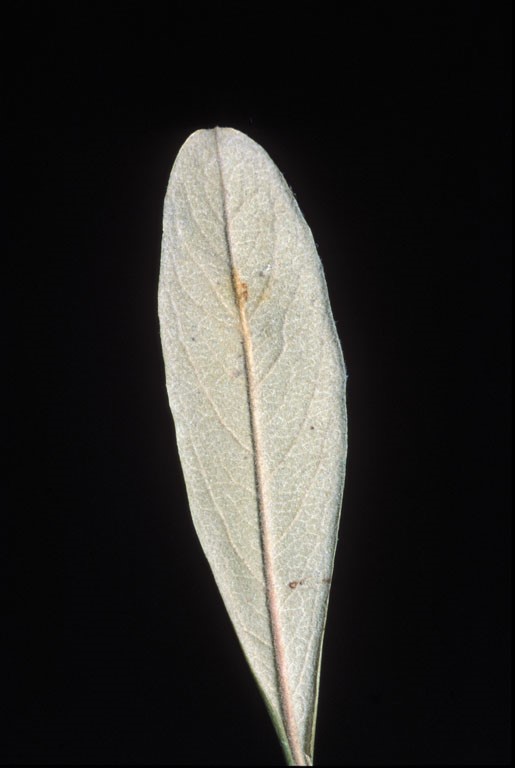 Pyracantha angustifolia_leaf (underside)_JoeDiTomaso