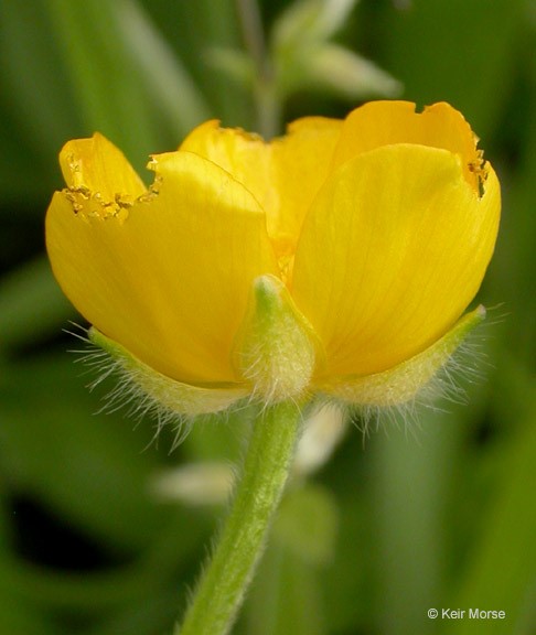 Ranunculus repens_flower (side-view)_KeirMorse