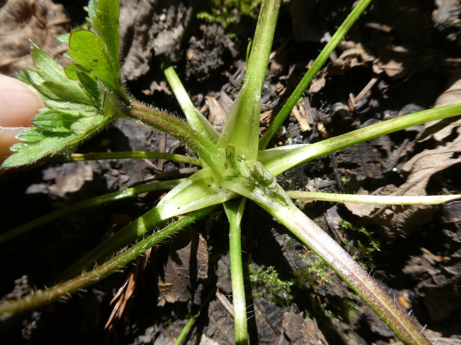 Ranunculus repens_leaf bases_ZoyaAkulova