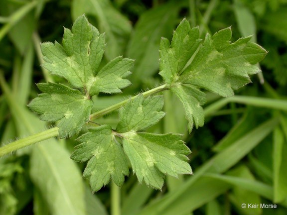 Ranunculus repens_leaf_KeirMorse