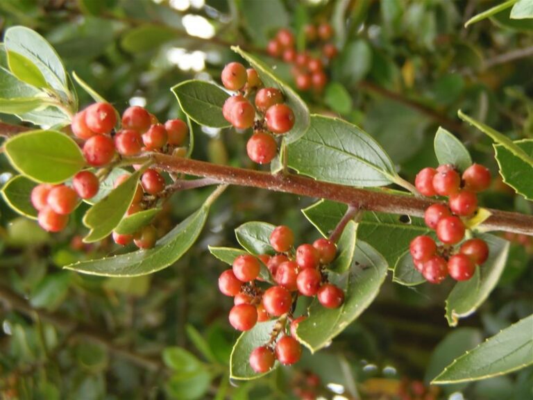 Rhamnus alaternus Profile California Invasive Plant Council