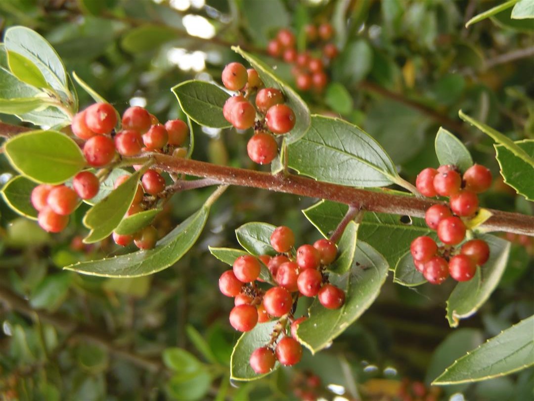 Rhamnus alaternus_Italian buckthorn_Ron Vanderhoff_cropped