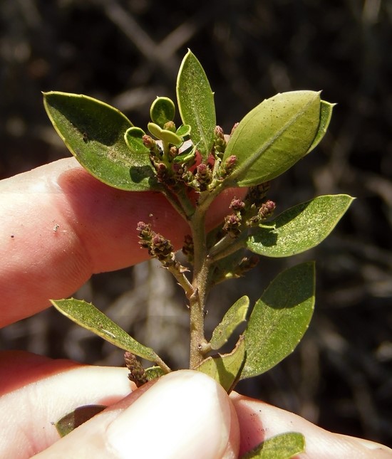 Rhamnus alaternus_leaves and stem_RonVanderhoff