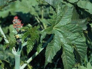 Ricinus communis_castorbean_JM DiTomaso