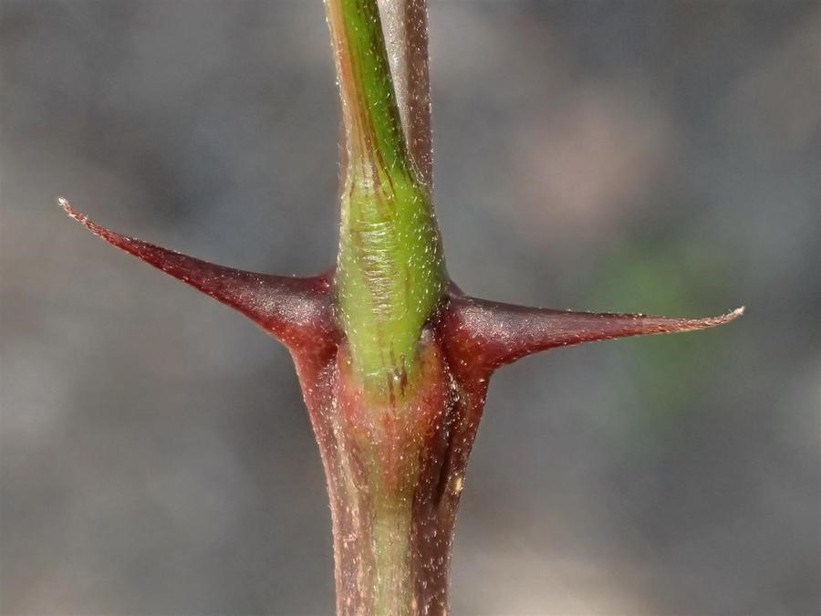 Robinia pseudoacacia_thorns_RonVanderhoff