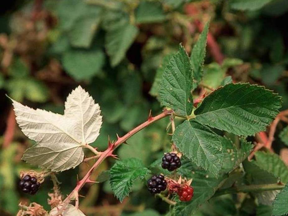 Rubus armeniacus_Hilamalaya blackberry_ JM Di Tomaso