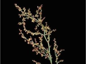 Rumex acetosella_red sorrell_ JM Di Tomaso