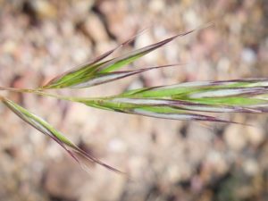 Rytidosperma caespitosum_Keir Morse