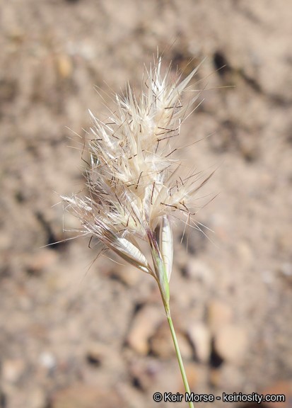 Rytidosperma caespitosum_inflorescence (seed release)_KeirMorse