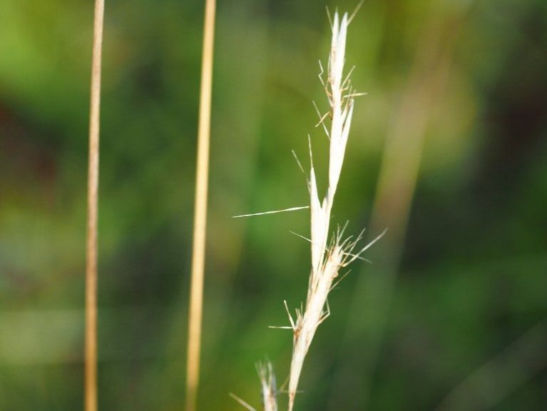 Rytidosperma penicillatum_hairy wallaby grass_Michael Uhler_cropped