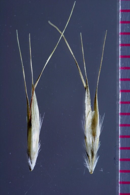 Rytidosperma penicillatum_seed (caryopsis) with appendages_EricWrubel