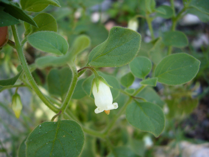 Salpichroa origanifolia_Zoya Akulova