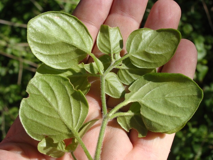 Salpichroa origanifolia_leaves (underside) and stem_RonVanderhoff